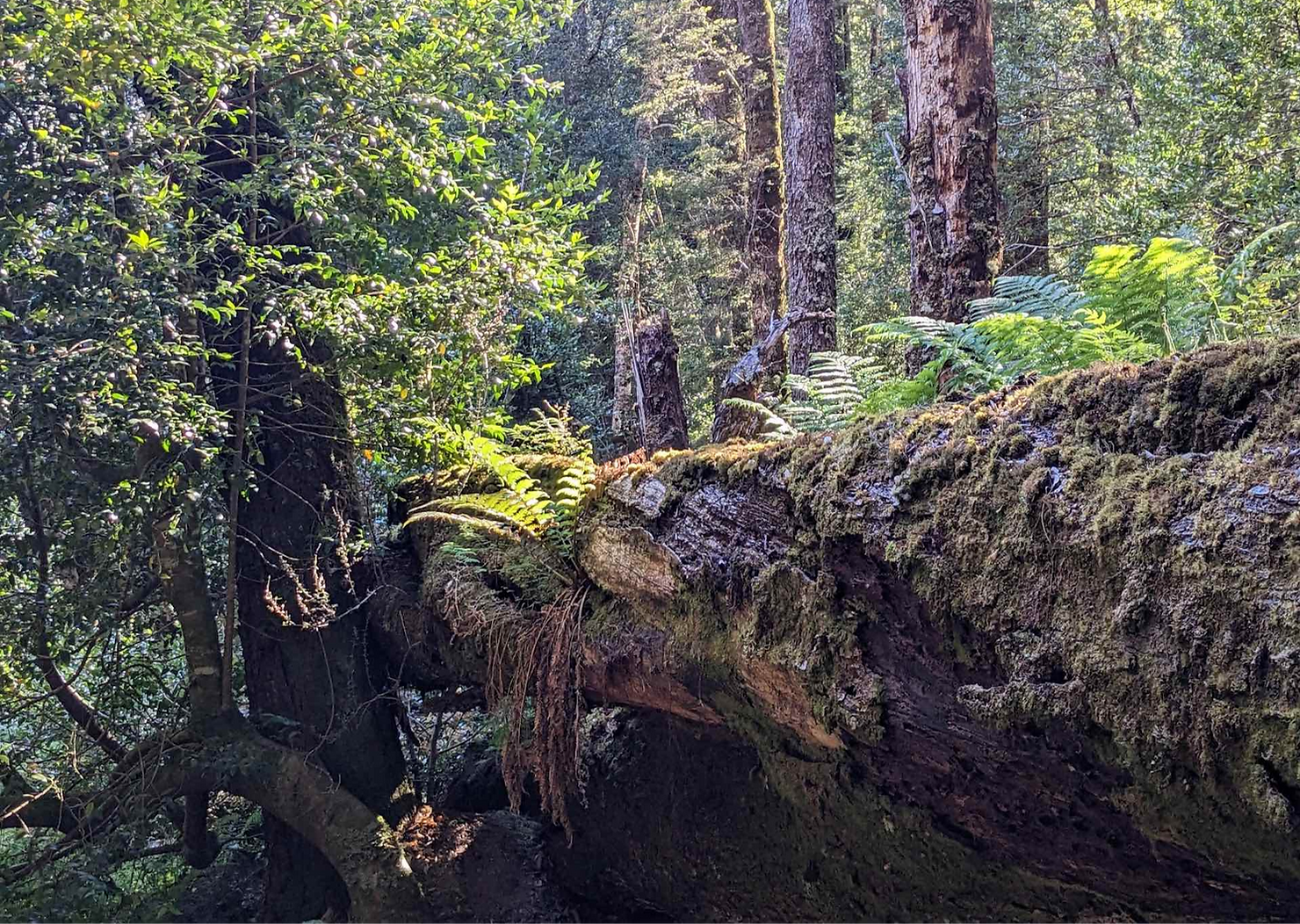 Overland Track Rainforest, log, ferns