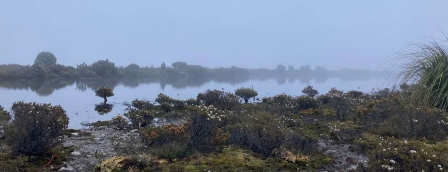 Forth Valley Plateau Overland Track, misty morning