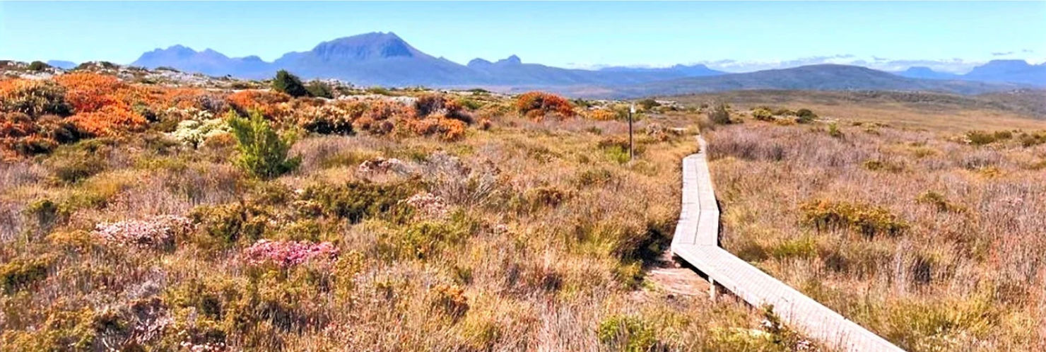 Button grass plain Day One Overland Track