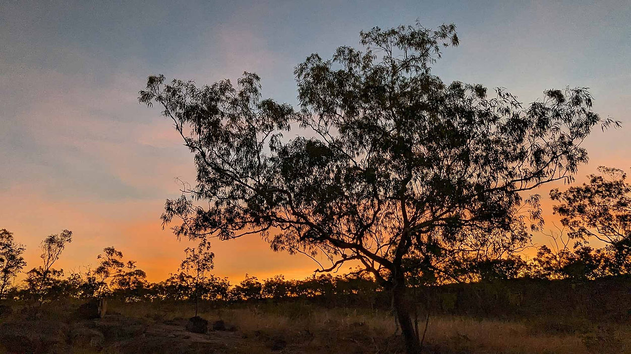 beautiful tree backlit by sunset